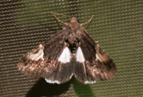 Aedia funesta
